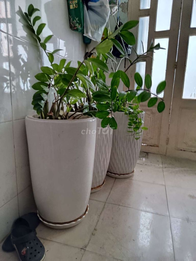 Cây cảnh Kim tiền chậu Gốm sứ. Mua bán Cây cảnh, đồ trang trí tại Quận 4 Tp Hồ Chí Minh được đăng bởi Hoàng Tiến Đạt hình 1