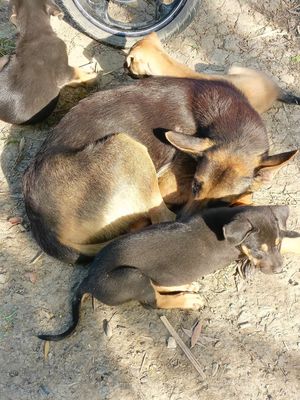 Chó Becgie Đức 1.5 tháng đã tiêm ngừa