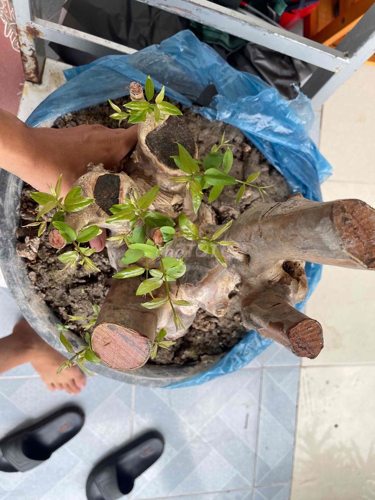 Cây Bằng lăng 50 quành. Mua bán Cây cảnh, đồ trang trí tại Huyện Thủ Thừa Long An được đăng bởi 29.Võ lê quang vinh hình 1