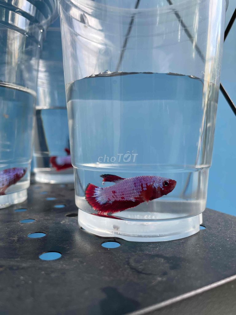 Bán cá betta các loại. Mua bán Thú cưng khác tại Huyện Hóc Môn Tp Hồ Chí Minh được đăng bởi Trần Bảo Châu hình 4