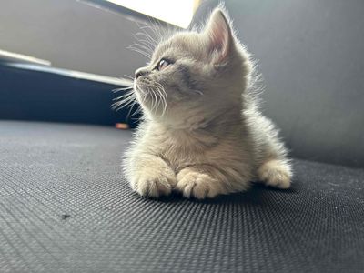 Mèo chân ngắn (Anh lông ngắn x Golden blue)
