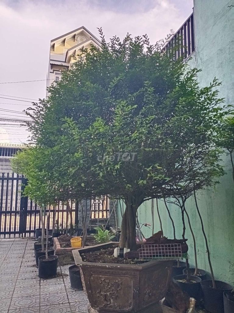 Cây cảnh MCT lâu năm. Mua bán Cây cảnh, đồ trang trí tại Thành phố Thuận An Bình Dương được đăng bởi Lanh Nguyễn  hình 1