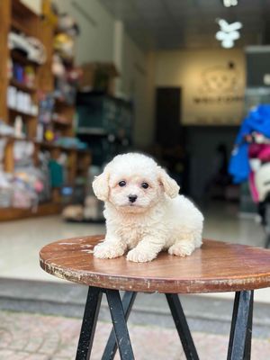 chó nhà đẻ poodle thuần chủng. Mua bán Chó tại Quận Cẩm Lệ Đà Nẵng được đăng bởi Nguyễn Hữu Anh Vũ