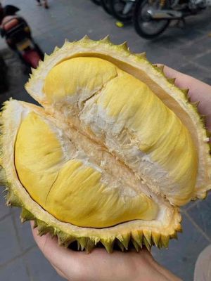 SẦU THÁI CHÍN CÂY. Mua bán Đồ ăn, thực phẩm và các loại khác tại Quận Bình Thạnh Tp Hồ Chí Minh được đăng bởi Minh Tâm