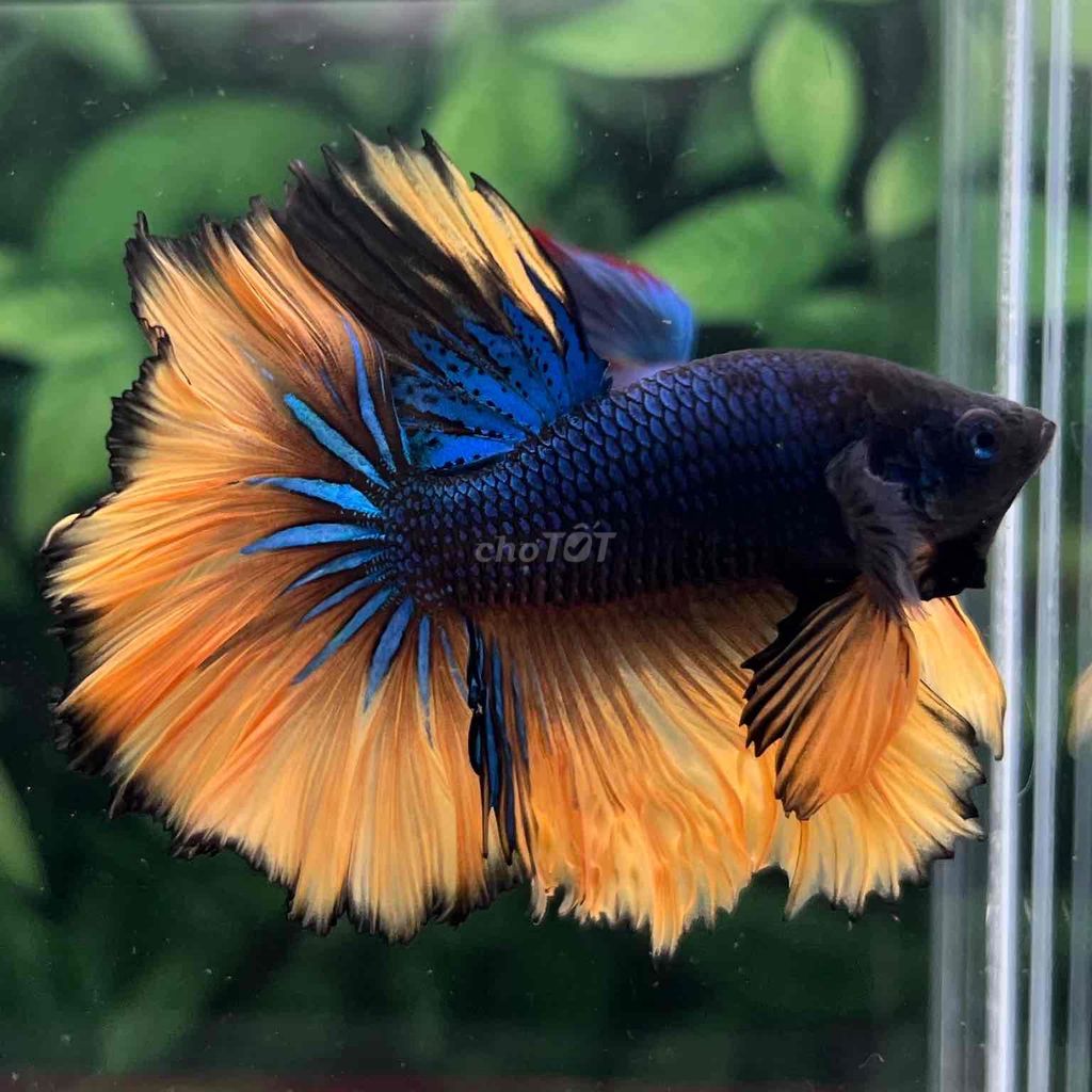 cá Betta Halfmoon. Mua bán Thú cưng khác tại Huyện Hóc Môn Tp Hồ Chí Minh được đăng bởi Cậu Ba Betta  hình 2