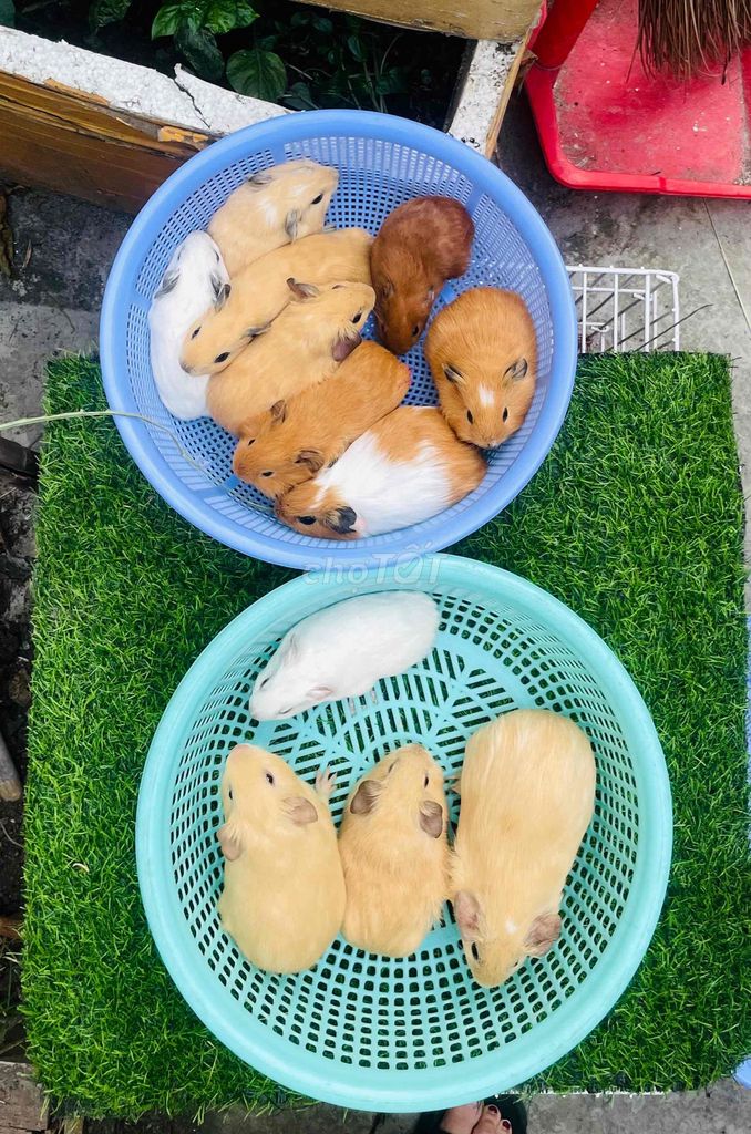 Chuột lang Việt lai đực 1 tháng. Mua bán Thú cưng khác tại Thành phố Thuận An Bình Dương được đăng bởi Bọ Ú Chuột Cảnh  hình 1