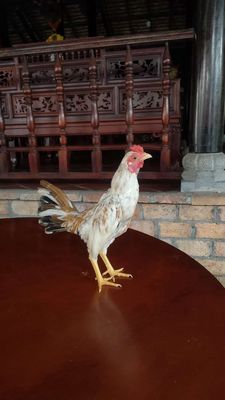 Cặp tre bắc trống mái tơ chuẩn bị sinh sản. Mua bán Gà tại Thị xã Bến Cát Bình Dương được đăng bởi Gà Cảnh Bến Cát 