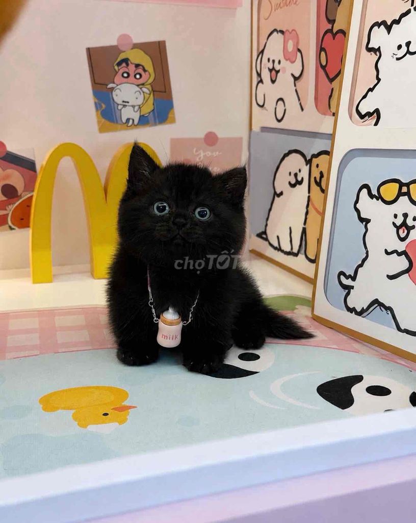 Mèo munchkin chân ngắn màu đen. Mua bán Mèo tại Quận 7 Tp Hồ Chí Minh được đăng bởi Như Ý hình 1
