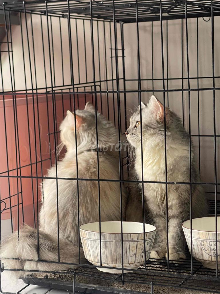 Mèo Anh Lông Dài. Mua bán Mèo tại Quận Bình Thuỷ Cần Thơ được đăng bởi ten ten hình 1