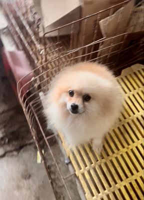Em phốc sóc cái đã sinh sản. Mua bán Chó tại Quận Hoàng Mai Hà Nội được đăng bởi nguyễn mạnh tùng