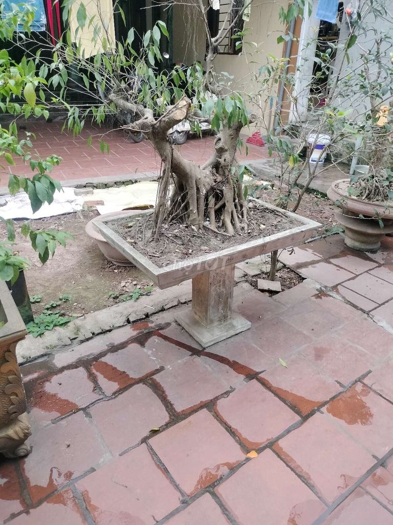 Cây cảnh Bonsai. Mua bán Cây cảnh, đồ trang trí tại Huyện Đan Phượng Hà Nội được đăng bởi doàn hai hình 1