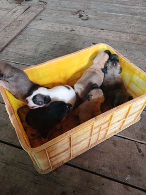 Cho lai pitbun. Mua bán Chó tại Quận 8 Tp Hồ Chí Minh được đăng bởi Tri Le