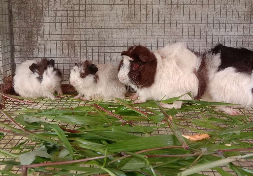Bọ Ú nhiều màu. Mua bán Thú cưng khác tại Huyện Cái Bè Tiền Giang được đăng bởi Bọ Ú Vườn thú tại home  hình 1