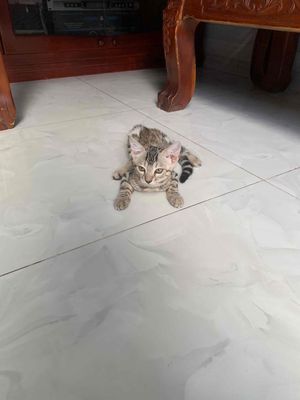 Cần tìm nhà cho bé mèo bengal cái 2,5 tháng tuổi