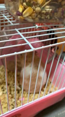 Chuột Hamster khỏe mạnh