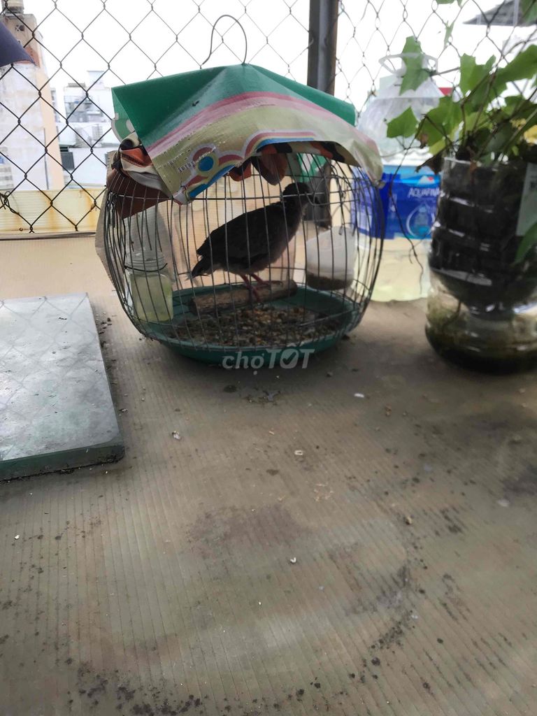 Chim cu gáy đen hơn 1 tháng. Mua bán Chim tại Quận Gò Vấp Tp Hồ Chí Minh được đăng bởi tèo hình 1