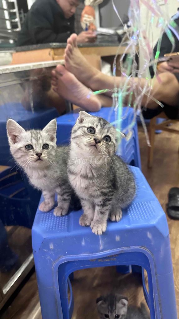 Mèo tai cụp con non. Mua bán Mèo tại Quận Hà Đông Hà Nội được đăng bởi Khà Thị Quỳnh hình 1