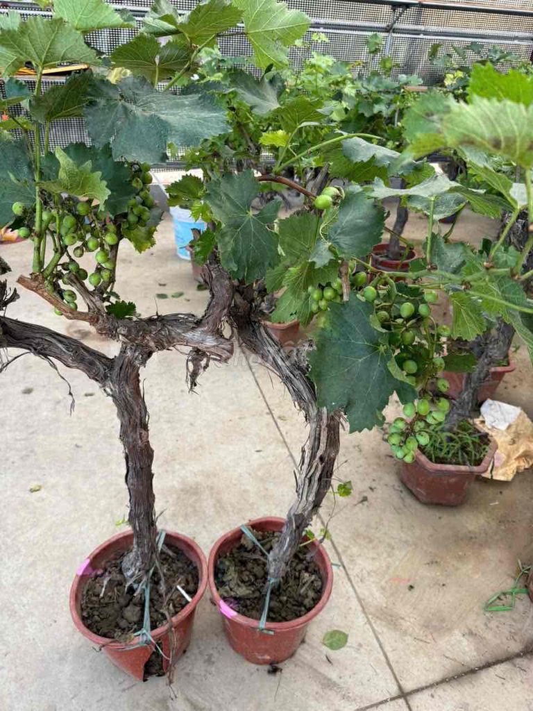 Cây giống Nho sữa sẵn quả. Mua bán Đồ chuyên dụng, Giống nuôi trồng tại Huyện Sông Lô Vĩnh Phúc được đăng bởi Tình Nguyễn hình 1