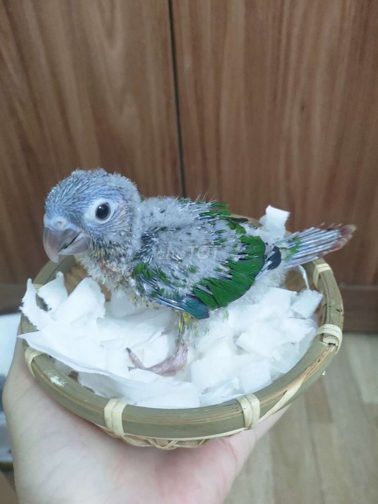 Chim Vẹt Xám xanh lá Non. Mua bán Chim tại Quận Hai Bà Trưng Hà Nội được đăng bởi Shop chim cảnh hình 1