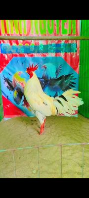 Bướm thái mỹ 2kg8. Mua bán Gà tại Quận Ninh Kiều Cần Thơ được đăng bởi tình nguyễn