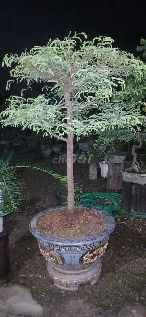 Cây Me chua trang trí nhà cửa dễ chăm sóc. Mua bán Cây cảnh, đồ trang trí tại Huyện Thuỷ Nguyên Hải Phòng được đăng bởi cuong do hình 1