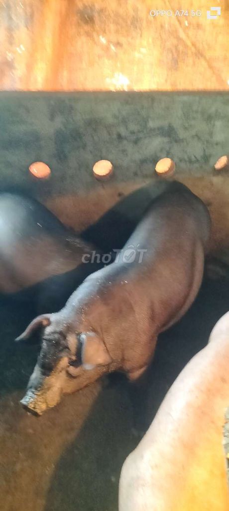Heo mọi 35-40kg 2 con Đen. Mua bán Thú cưng khác tại Huyện Tân Phước Tiền Giang được đăng bởi Phạm Nhơn hình 1
