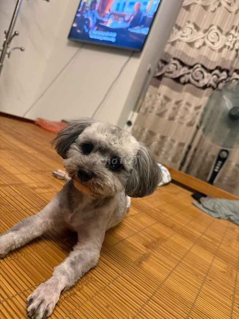 Cún đưc poodle xám size mini. Mua bán Chó tại Quận Tây Hồ Hà Nội được đăng bởi Trần thu Hằng hình 1