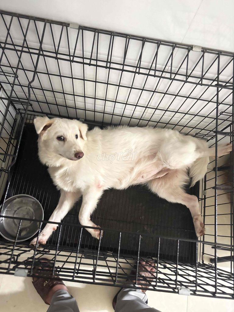 Bán e tuyết trắng