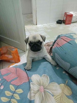 bây pug siêu đẹp siêu lùn hàng vip