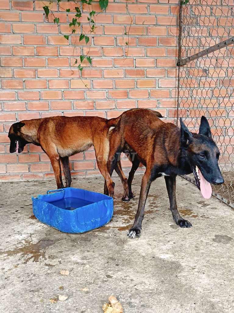 Malinois becgie bỉ mới phối 1tuần