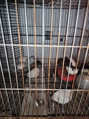 Gà rutin trưởng thành đang sinh sản. Mua bán Gà tại Huyện Bình Chánh Tp Hồ Chí Minh được đăng bởi Tinh Le