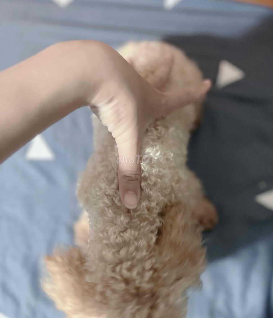 chó ❤️ POODLE TEACUP VÀNG MƠ ❤️. Mua bán Chó tại Huyện Hóc Môn Tp Hồ Chí Minh được đăng bởi Chang hình 5