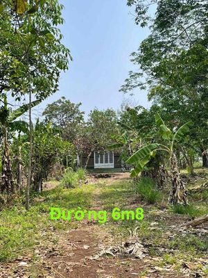 đất thanh an có sẵn nhà cấp 4 cao su dang thu hoạch. Mua bán đất tại Huyện Hớn Quản Bình Phước được đăng bởi nguyễn ngân