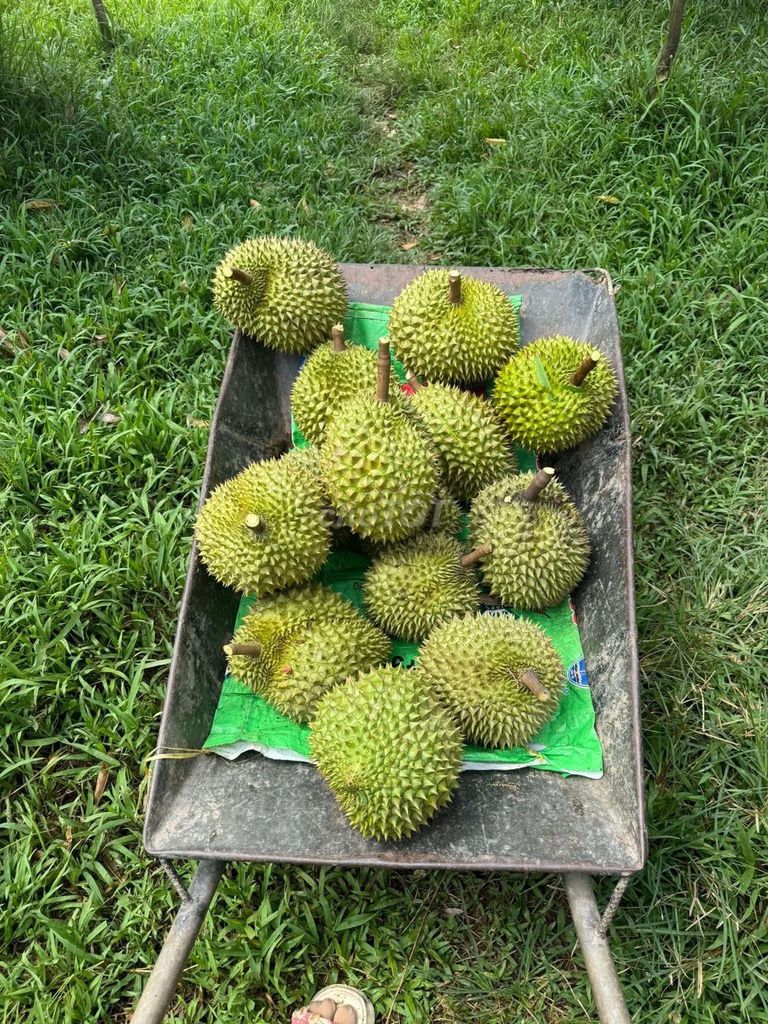 Sầu riêng Ri6 chín vườn nhà Bến Tre. Mua bán Đồ ăn, thực phẩm và các loại khác tại Huyện Bình Chánh Tp Hồ Chí Minh được đăng bởi Nhật Khoa hình 2