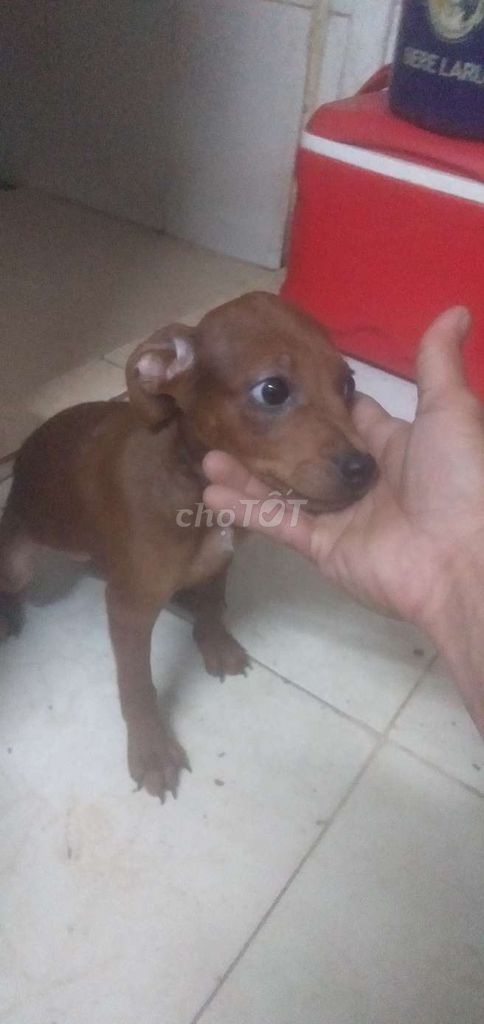 cần bán như hình . Mua bán Thú cưng khác tại Quận Thanh Khê Đà Nẵng được đăng bởi trần ngọc vũ  hình 1