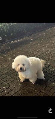 Thanh lý rẻ ❤️💙💚 Poodle thuần chủng