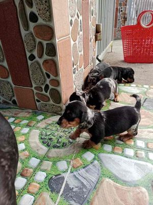 Bán Chó lạp xưởng  Thuần Chủng Con Đen đốm