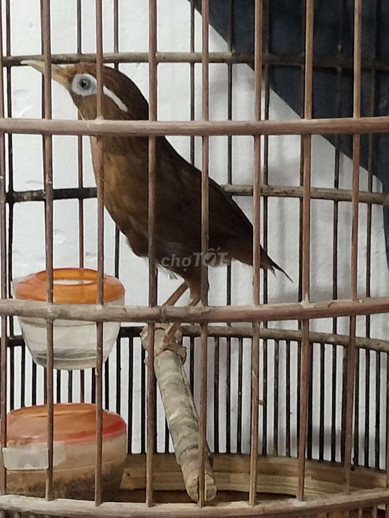 Chim Khướu màu Nâu. Mua bán Chim tại Quận Tân Bình Tp Hồ Chí Minh được đăng bởi Đặng Duy Ninh hình 1