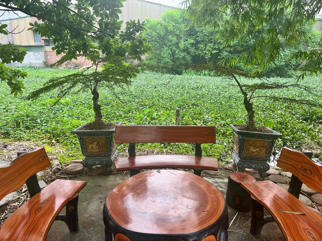 Mai chiếu thủy dáng đẹp chậu gốm sứ. Mua bán Cây cảnh, đồ trang trí tại Huyện Phú Xuyên Hà Nội được đăng bởi Phạm Viết San hình 1
