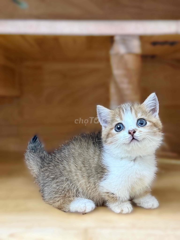 Mèo chân ngắn màu tabby. Mua bán Mèo tại Quận 8 Tp Hồ Chí Minh được đăng bởi ti pet town hình 3
