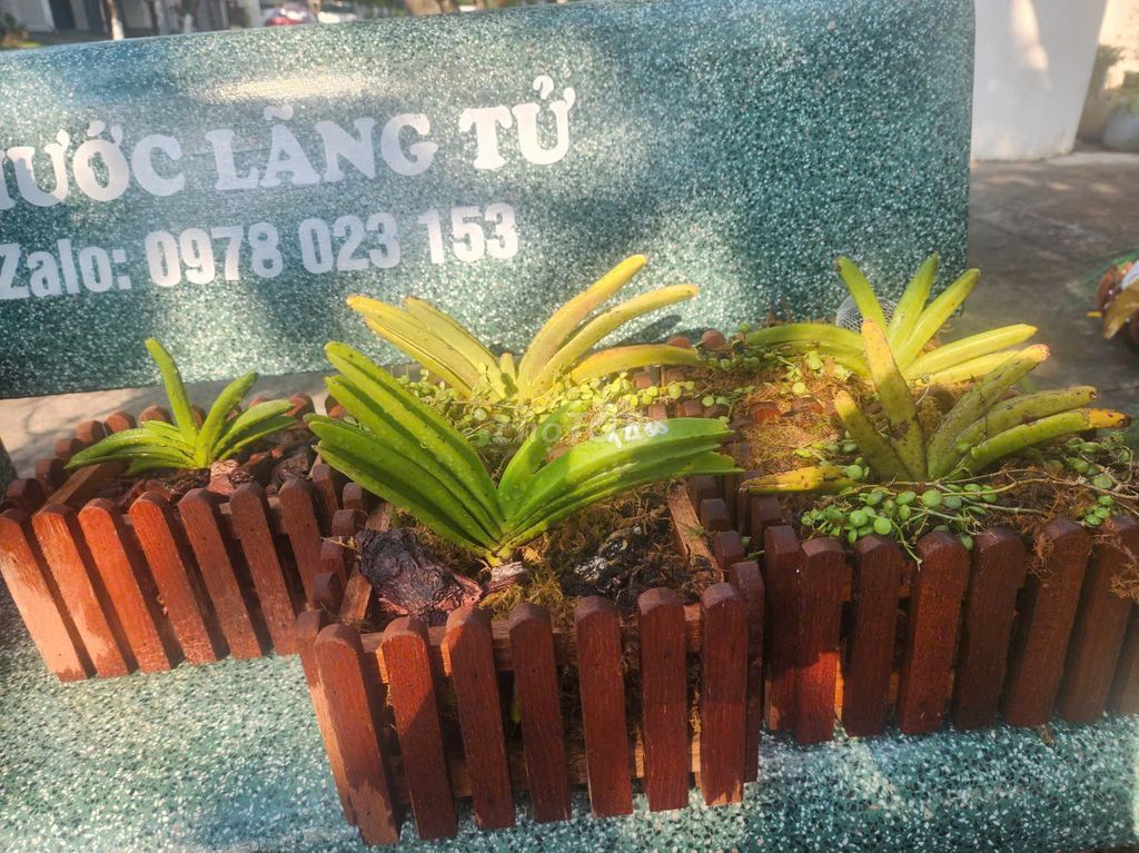 Lan Sóc Buôn Đôn hàng vip hiếm có. Mua bán Cây cảnh, đồ trang trí tại Huyện Chơn Thành Bình Phước được đăng bởi  Lan Rừng Độc Đẹp Hiếm PND hình 1