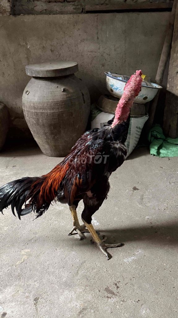 Gà chọi Tía 8 tháng chân Xanh. Mua bán Gà tại Huyện Gia Lâm Hà Nội được đăng bởi trần trungthanh hình 1