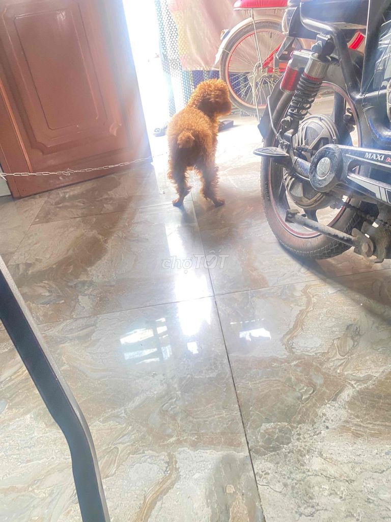Chó Poodle Nâu 1 năm. Mua bán Chó tại Huyện Nhơn Trạch Đồng Nai được đăng bởi Pham Thong hình 1