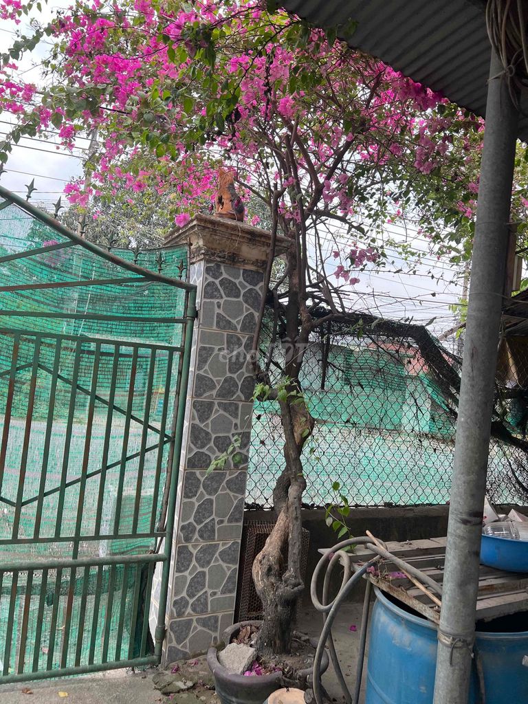 Cây cảnh Hoa giấy Hồng. Mua bán Cây cảnh, đồ trang trí tại Huyện Vĩnh Cửu Đồng Nai được đăng bởi trai vinh cuu hình 1
