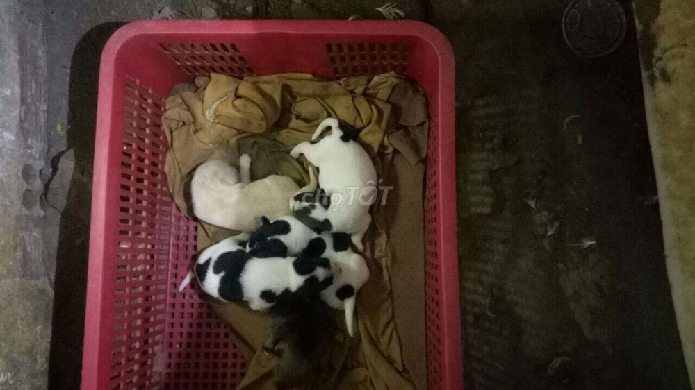 Bán chó con giá 100k TPHCM khỏe mạnh