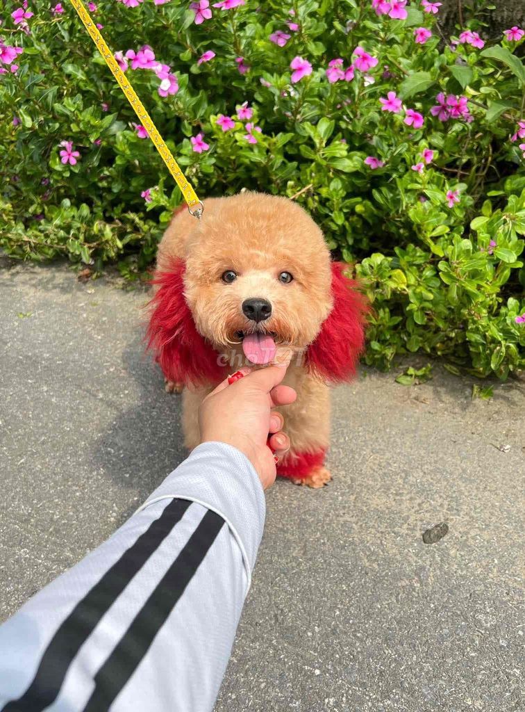 Chó Poodle tai đỏ cái Đã Tiêm Phòng Đầy Đủ. Mua bán Chó tại Thành phố Bà Rịa Bà Rịa - Vũng Tàu được đăng bởi Nguyễn Thị Huỳnh Mai hình 1