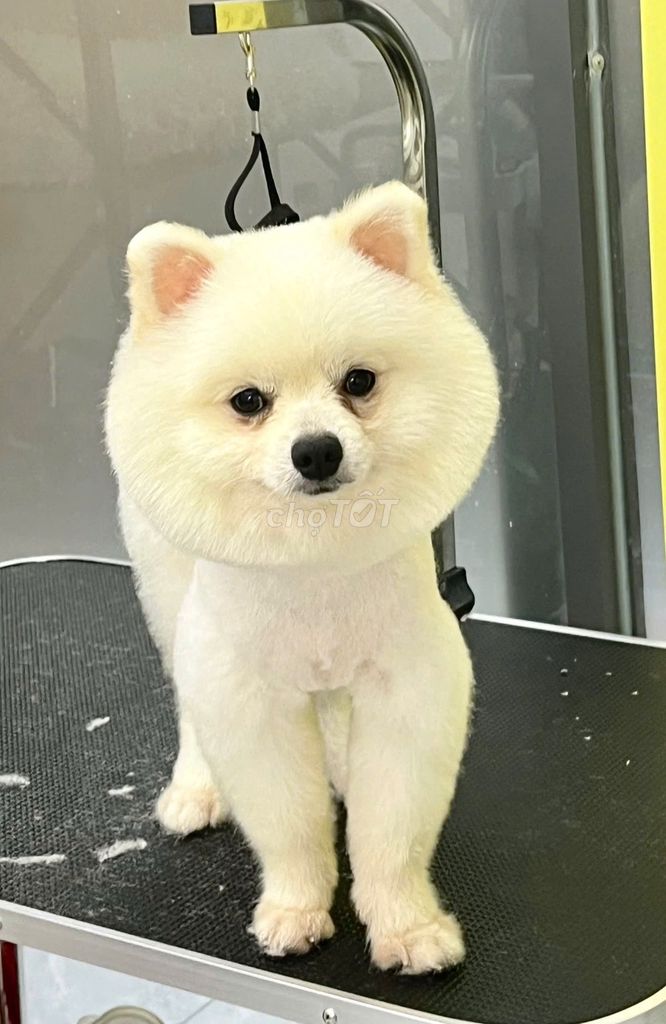 Chó Phốc sốc đực. Mua bán Chó tại Huyện Đức Hòa Long An được đăng bởi Tín Nguyễn hình 1