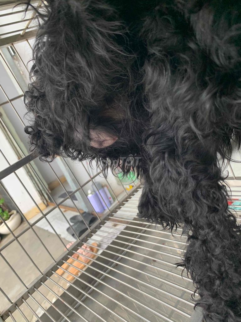 poodle cái 💚(lên giống)🩷rớt máu ❤️1/8/24