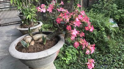 cây bonsai sứ . cây đang cho hoa đẹp .