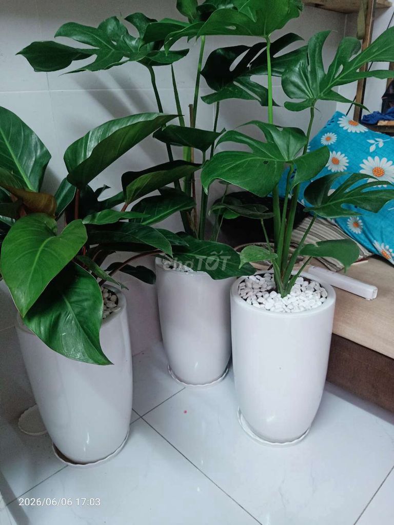Cây cảnh Trầu bà Xanh lá. Mua bán Cây cảnh, đồ trang trí tại Quận Gò Vấp Tp Hồ Chí Minh được đăng bởi A Hải hình 1